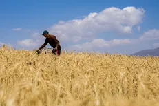 قیمت خرید تضمینی گندم دوشنبه در شورای اقتصاد بررسی می‌شود/ نظر دولت روی ۳۸۰۰ تومان است