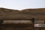 اسب ترکمن