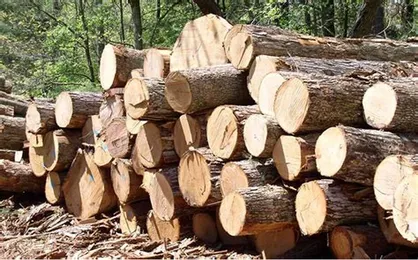 کشف بیش از سه&zwnj; هزار مترمکعب چوب قاچاق در بوشهر