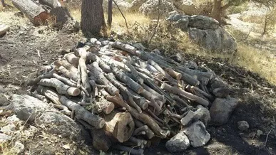 کشف بیش از ۳ تن چوب، هیزم و زغال قاچاق در کهگیلویه و بویراحمد