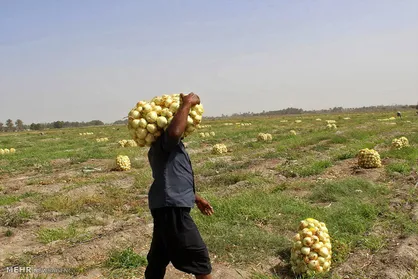 زیاده&zwnj;خواهی کارگران میدان بار عامل گرانی پیاز بود