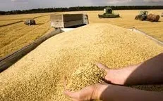 خرید تضمینی گندم از ۹.۵ میلیون تن گذشت