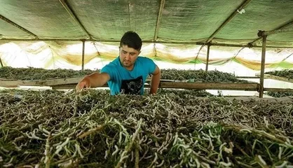 برای نخستین بار در کشور مرکز پرورش کاردان پیله ابریشم در لنگرود ایجاد شود