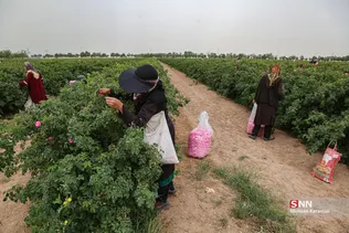  برداشت گل محمدی در قم 