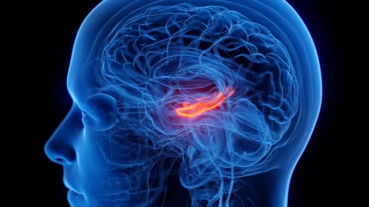 افسردگی با کوچک‌شدن مرکز حافظه مغز مرتبط است