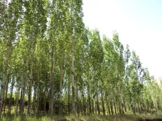 اجرای زراعت چوب در ۲ هزار هکتار اراضی موقوفه قزوین با استفاده از پساب صنعتی