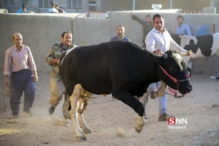 بازار دام