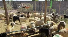 مددجویی که با اجرای طرح پرورش دام و طیور برای ۱۸ نفر اشتغال‌زایی کرد