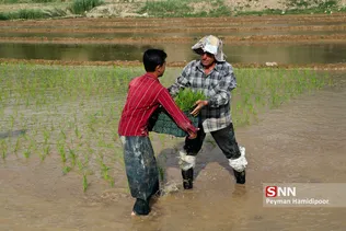 شالی برنج بجنورد