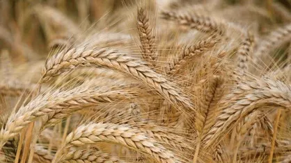 پیش&zwnj;بینی تولید ۱.۳ میلیون تن گندم در فارس