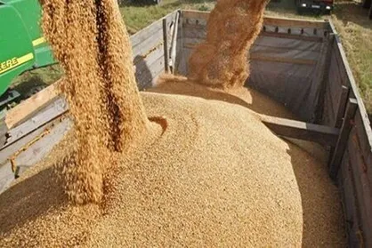 پاسخ وزارت بهداشت به اخباری درباره آلودگی گندم&zwnj;های وارداتی