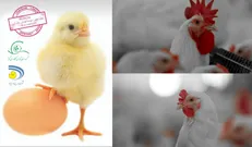 ورود اولین گله جوجه یک‌روزه تولید داخل مرغ آرین به بازار کشور پس از ۱۵ سال