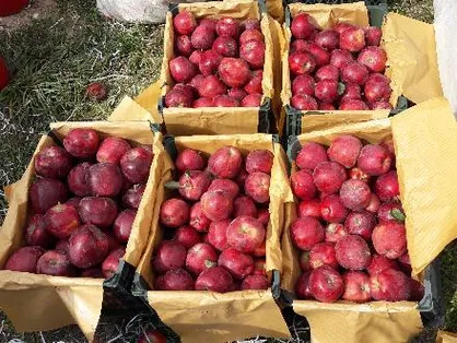 خرید تضمینی سیب درجه یک