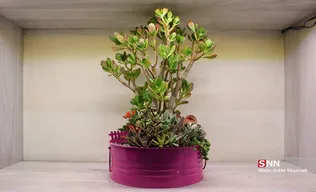new