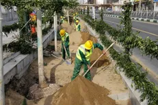 ۱۱۰۰ اصله درخت چنار در خیابان ولیعصر (عج) کاشته شد