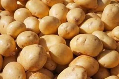قیمت سیب زمینی دوباره بالا رفت