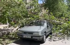 سقوط درخت روی خودروی یکی از شهروندان بر اثر طوفان در نطنز