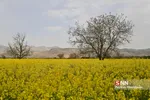 کلزا