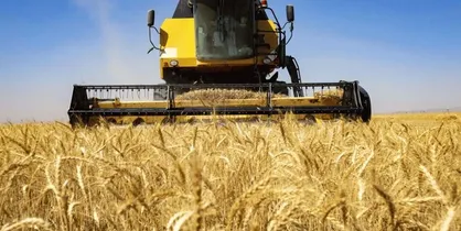 خرید ۵ هزار تن گندم از کشاورزان خراسان جنوبی