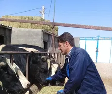 پرواربندي دام سنگين 15 راسي/ تربيت جوانان كارآفرين براي اشتغالزايي در روستاها