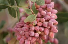 جشن ملی پسته در رفسنجان برگزار می‌شود