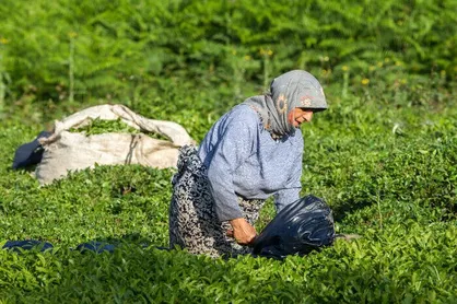 خرید ۲۵ هزار تن برگ سبز چای توسط سازمان چای