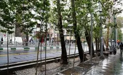 فاز دوم ساماندهی درختان خیابان ولیعصر (عج) آغاز شد