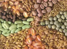رونمایی از ۵۱ رقم بذر جدید اصلاح شده زراعی و باغی