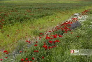 شقایق وحشی