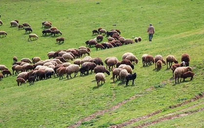 تنها ۸ درصد از مراتع خراسان شمالی زنده است
