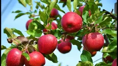 تعلل وزارت جهاد در صدور گواهی «غیر تراریخته» سیب