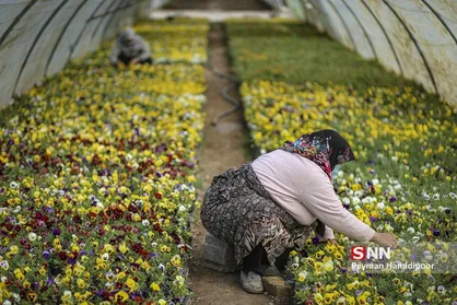 گلخانه ای به رنگ بهار