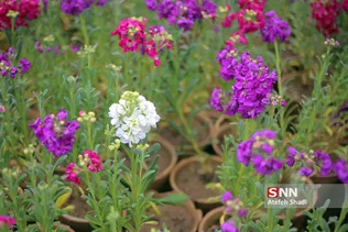 صدای پای بهار