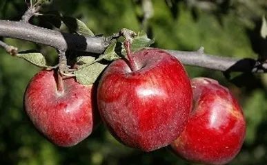 پیش‌بینی برداشت ۱۵۰۰ تُن سیب از باغ‌های خراسان جنوبی