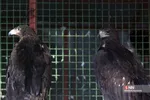رهاسازی ۹ قطعه پرنده شکاری و آبزی در تالاب بهشت معصومه