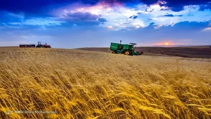 مطالبات گندمکاران تا پایان شهریور تسویه می&zwnj;شود