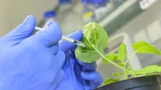 توسعه صنعت گیاهان دارویی؛ حمایت از اجرای بیش از ۱۰۰ طرح پژوهشی و فناورانه