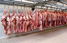 عرضه گوشت گرم وارداتی از فردا