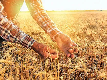 کار بزرگ دولت روحانی برای اقتصاد: واردات گندم در سال خودکفایی