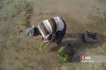 شالی