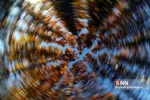 fall