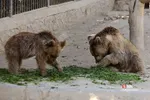 باغ وحش ارم سبز 