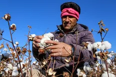 احیای کشت پنبه با شعار فراهم نمی‌شود