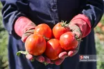 برداشت گوجه