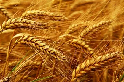 عراق مشتری گندم آمریکا شد