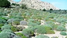 کنفرانس فرآوری گیاهان دارویی دی ماه برگزار می‌شود
