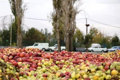 گرمای شدید و تندباد؛ عامل افزایش سیب&zwnj;های زیر درختی آذربایجان غربی
