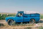 برداشت طالبی از مزارع قم