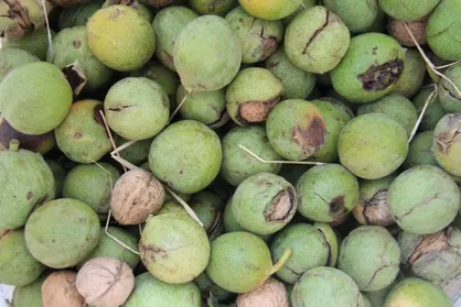 برداشت گردو از باغات چهارمحال و بختیاری آغاز شد
