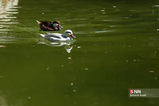 باغ وحش ارم سبز 